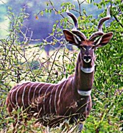 Lesser Kudu seen during Wild Nature Institute Tarangire Ungulate Observatory Survey